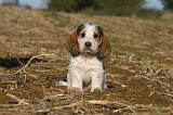 PTIT BASSET GRIFFON V.  042